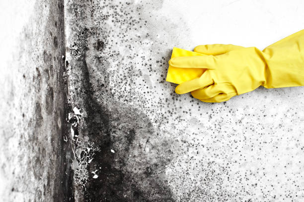 Best Post-Flood Mold Remediation in Mayfield, OH