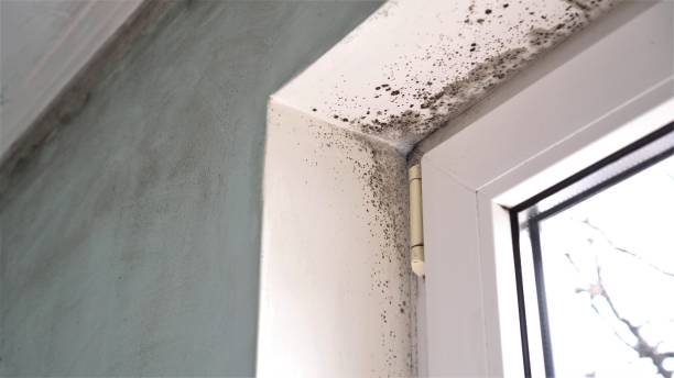 Best Basement Mold Remediation in Mayfield, OH