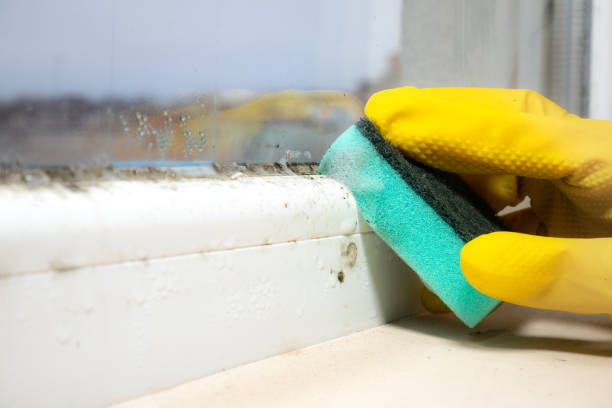 Best Commercial Mold Remediation in Mayfield, OH